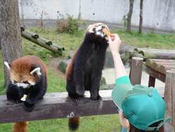 写真：レッサーパンダのまんまタイムの様子