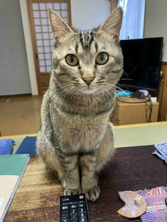 紛失猫R7-27の写真