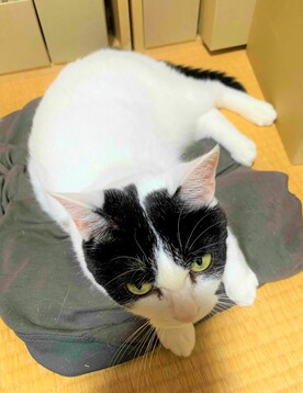 紛失猫R8-16の写真