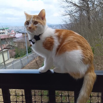 紛失猫R8-5の写真