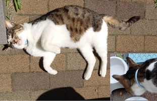 保護猫R8-6の写真
