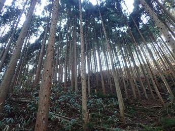 写真：秋田市有林