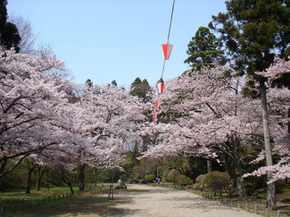 写真：桜の開花風景