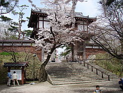 写真：表門（一の門）の桜