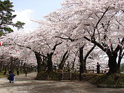 写真：本丸の桜
