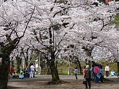 写真：本丸の桜2