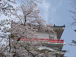 写真：御隅櫓の桜