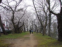写真：本丸西側（八幡秋田神社裏）の桜