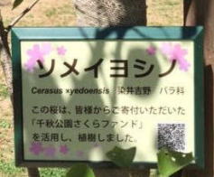 写真：27年度植樹のソメイヨシノの紹介看板