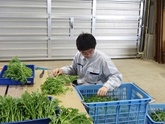 写真：新規就農研修11