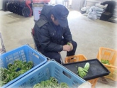 写真：ふくたち調製作業