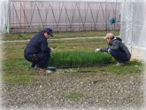 写真：ねぎ葉切り作業