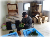 写真：ちんげんさい調製作業