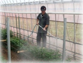 写真：輪菊防除作業