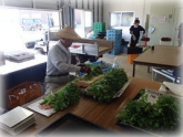 写真：しゅんぎく調製作業(2年目プロジェクト研修)