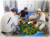 写真：ほうれんそう調製作業