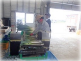 写真：ねぎ調製作業(2年目プロジェクト研修)