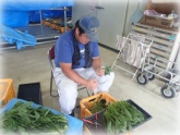 写真：ほうれんそう調製作業