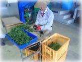 写真：しゅんぎく調製作業