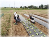 写真：レタス定植作業（2年目プロジェクト研修）