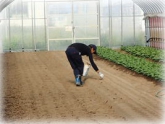 写真：ちんげんさい定植準備1