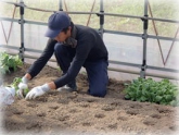 写真：ちんげんさい定植準備2