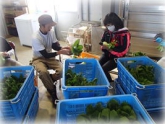写真：ちんげんさい調製作業