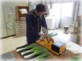写真：ねぎ調製作業2(2年目プロジェクト研修)