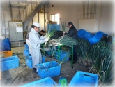 写真：ねぎ調製作業2
