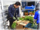 写真：にんじん調製作業