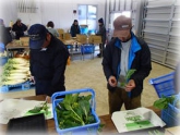 写真：アスパラ菜調製作業2