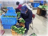 写真：ちんげんさい調製作業