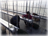 写真：トマト定植作業1