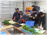 写真：アスパラ菜調製作業1