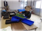 写真：しゅんぎく調製作業