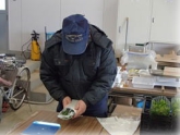 写真：アスパラ菜調製作業
