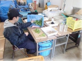 写真：ダリア挿し芽作業