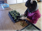 写真：オクラ間引作業