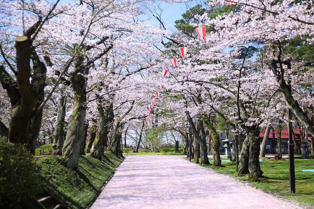 千秋公園桜のトンネル