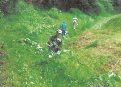 写真:草刈り