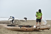 桂浜の清掃活動の様子