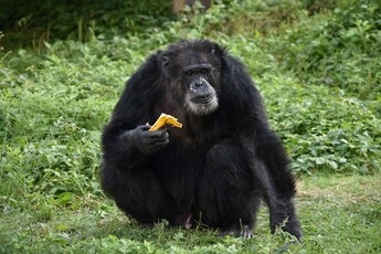 画像：チンパンジーのボンタ