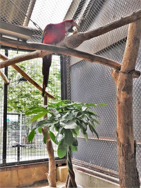 写真:パキラとインコ