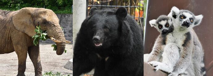 写真：ゾウとクマとワオキツネザル