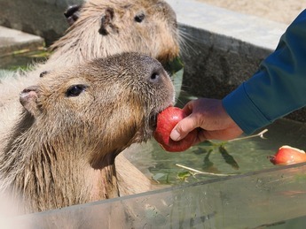 カピバラのグリンピース