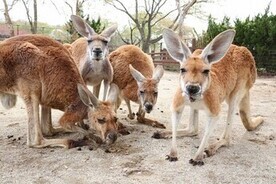 画像：カンガルー