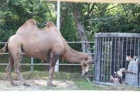 画像：ラクダのエサやり