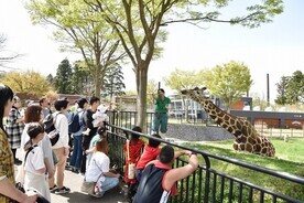 画像：キリンのどうぶつ解説