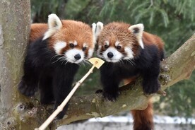 画像：レッサーパンダのまんまタイム
