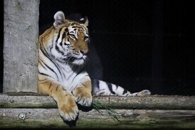 画像：夜の動物園